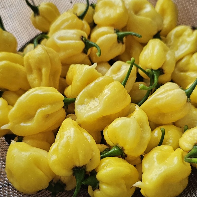 Yellow reaper-type peppers, 2026 harvest