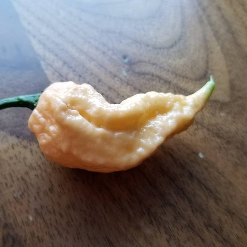 California Reaper pepper