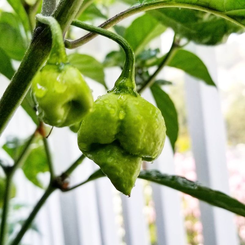 Carolina Reaper peppers on the plant
