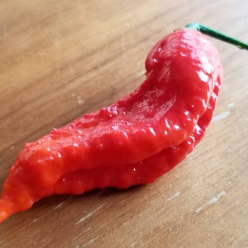 Ghost pepper